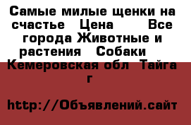 Самые милые щенки на счастье › Цена ­ 1 - Все города Животные и растения » Собаки   . Кемеровская обл.,Тайга г.